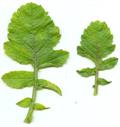 ترب وحشی